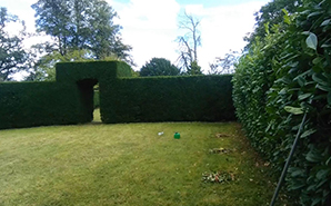 hedge cutting